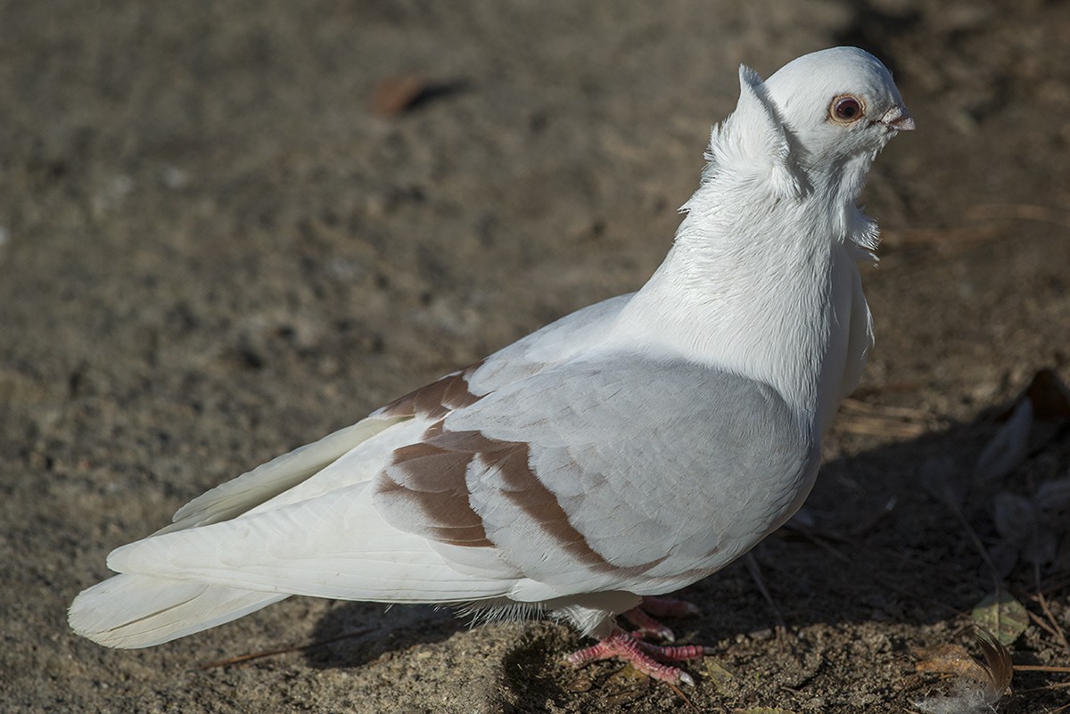 Сизый голубь (Одомашненного типа) - ML82005051