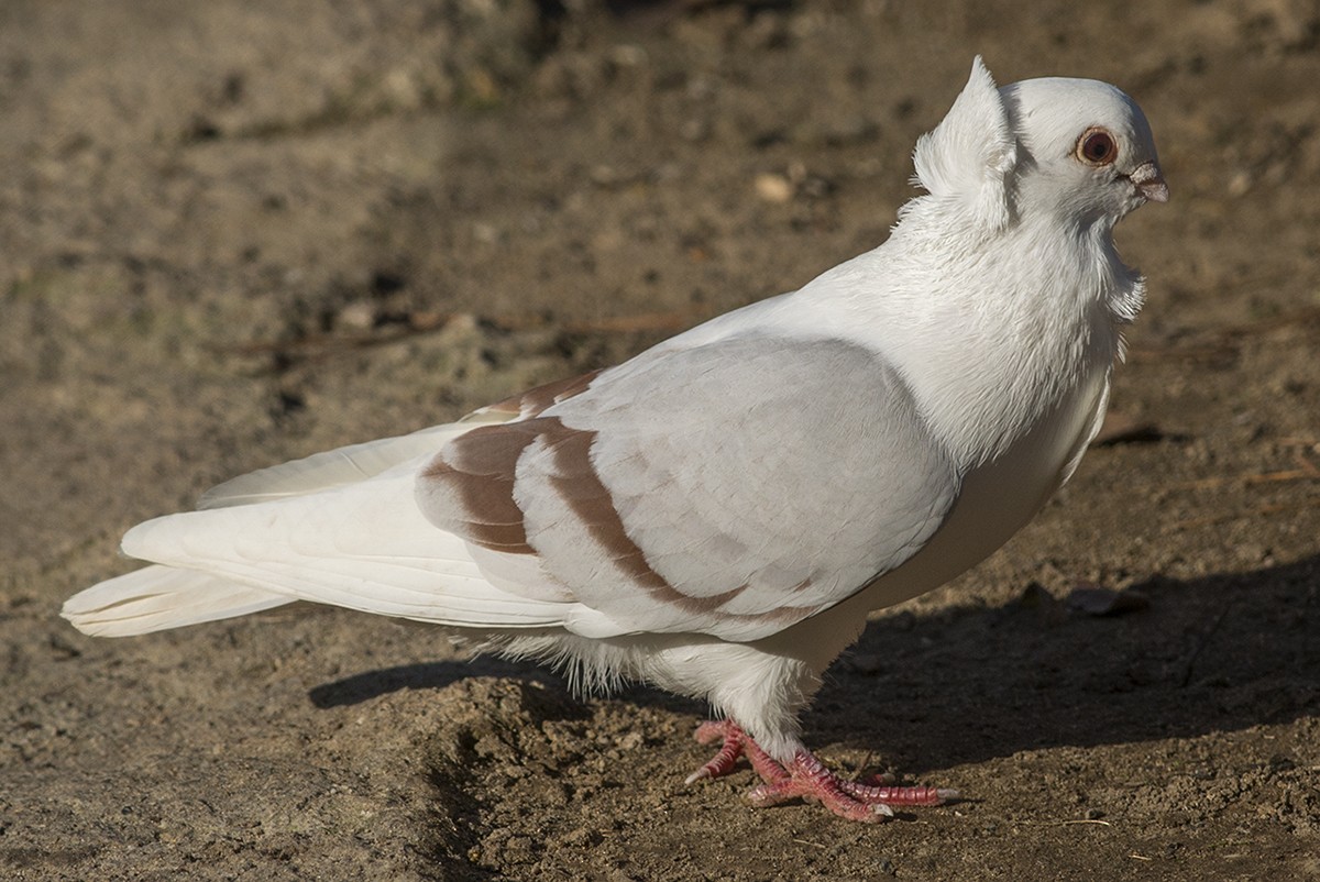 Pigeon biset (forme domestique) - ML82005061