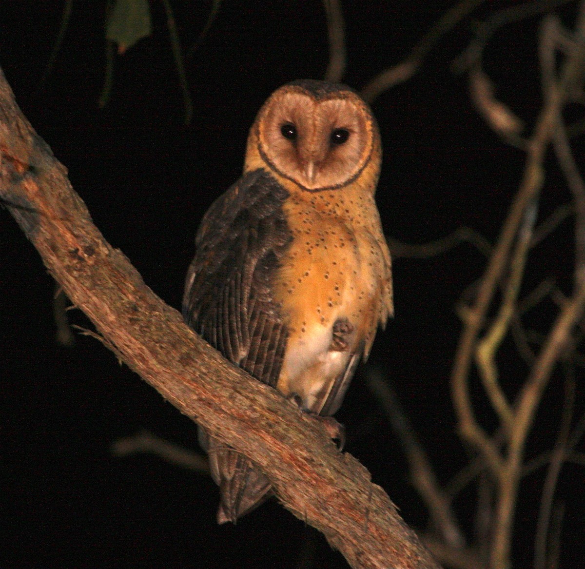 Australian Masked-Owl - Ian Davies