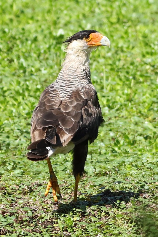 Crested Caracara (Southern) - ML82008531