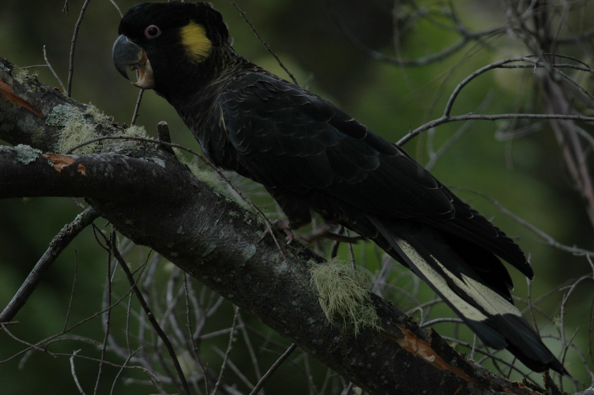 Yellow-tailed Black-Cockatoo - Andrew Sides