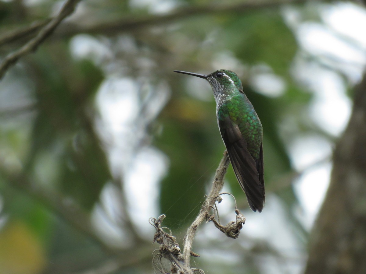 Green-breasted Mountain-gem - ML82012271