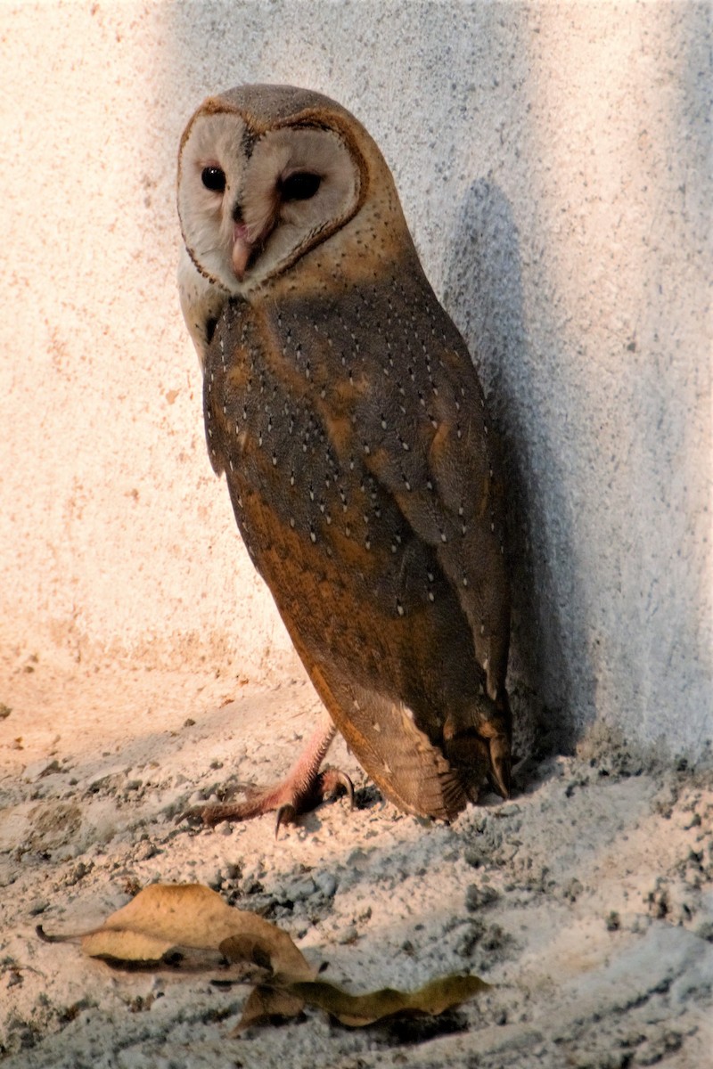 Barn Owl - Aniketa Kabir