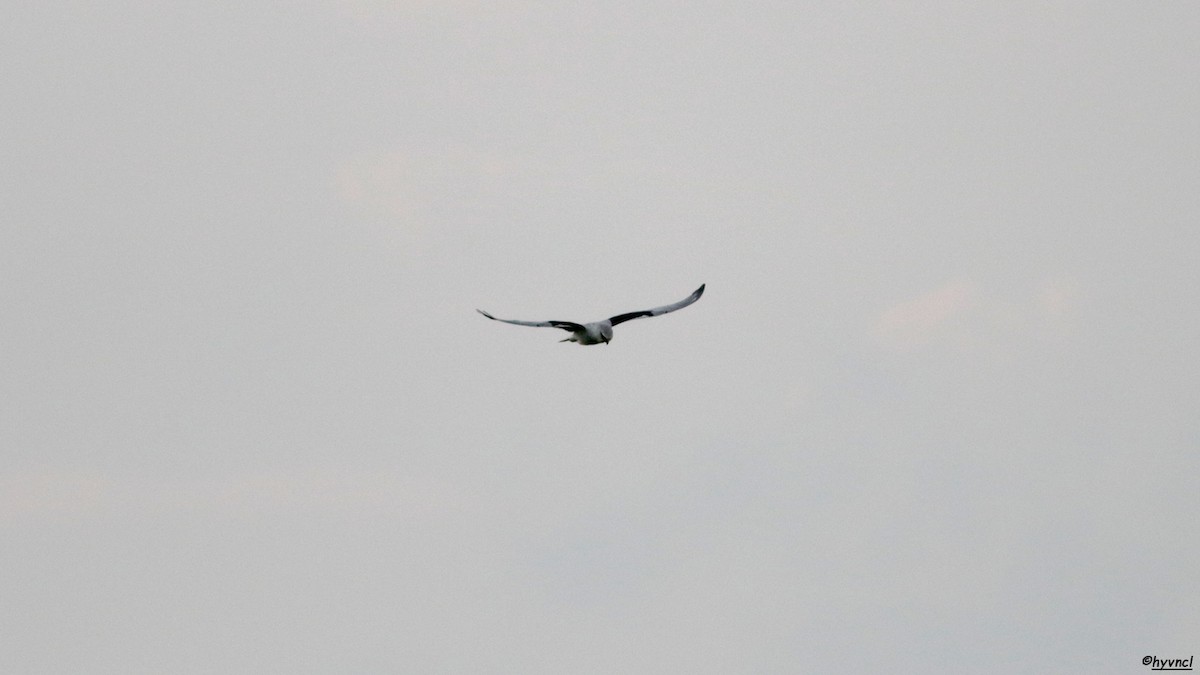 Black-winged Kite - Ozgun Sozuer
