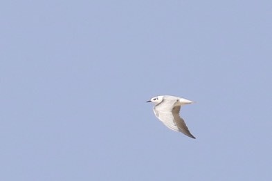 White-winged Tern - Laurent Esselen