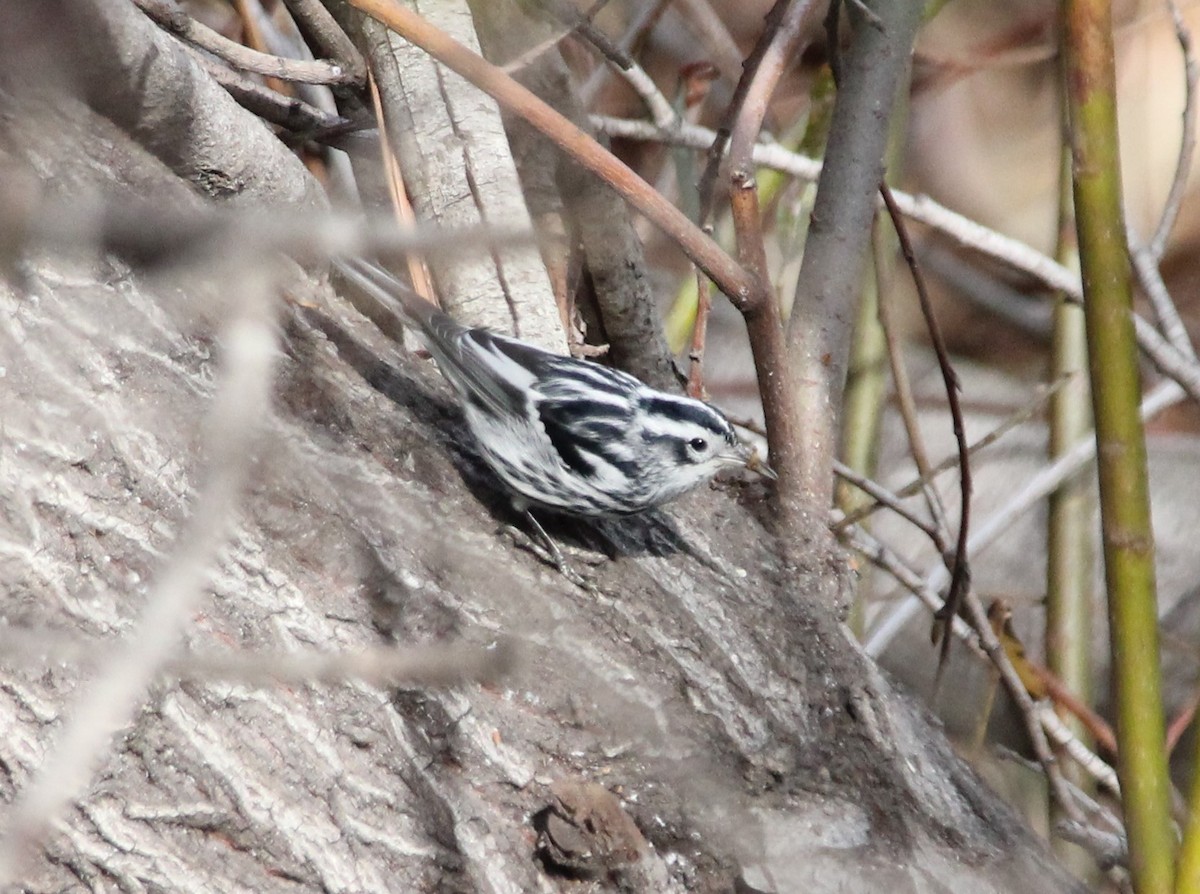 Black-and-white Warbler - ML82017461
