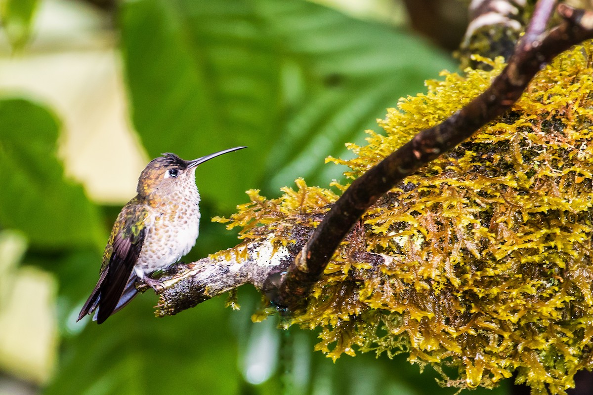 Many-spotted Hummingbird - ML82018301