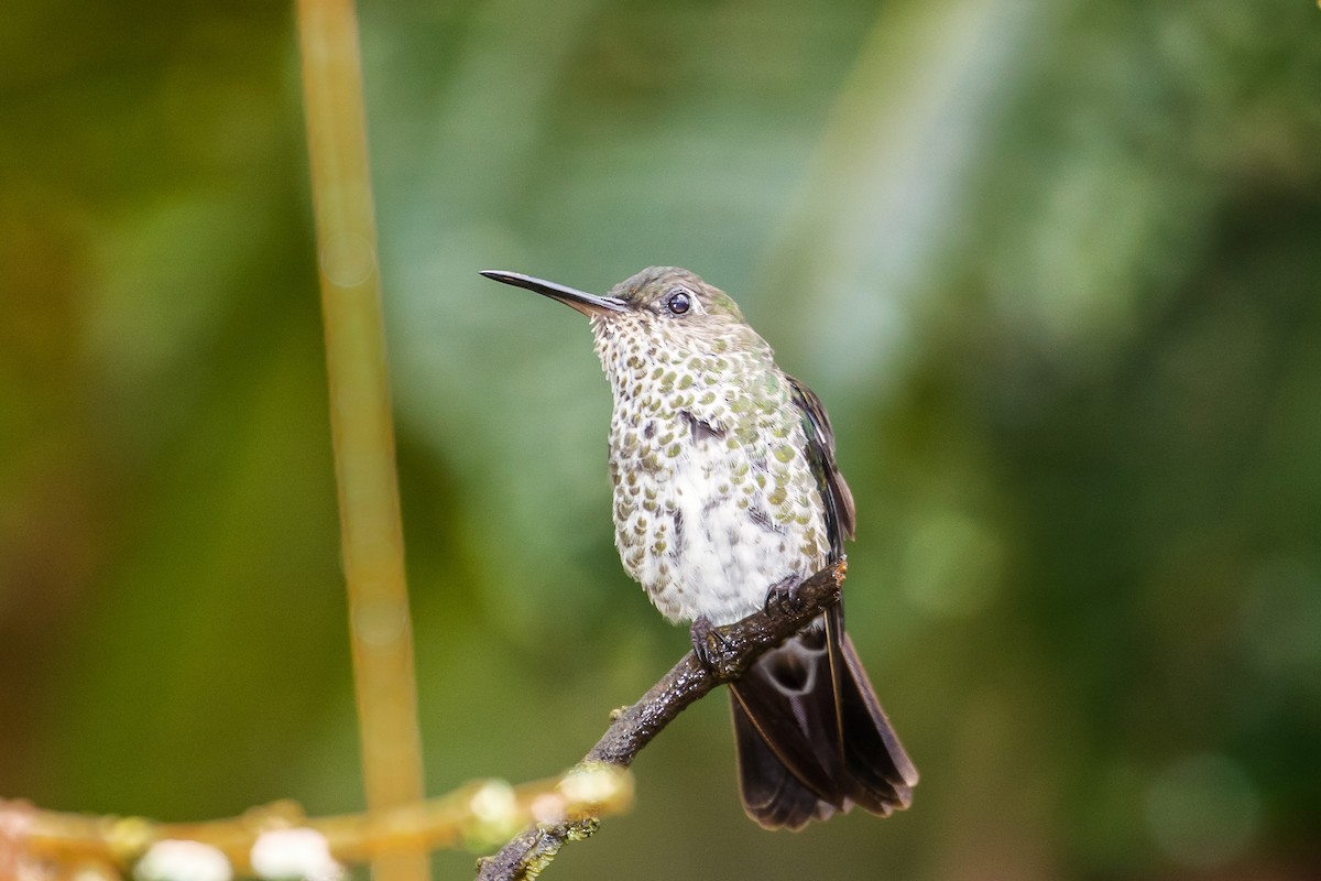Many-spotted Hummingbird - ML82018671