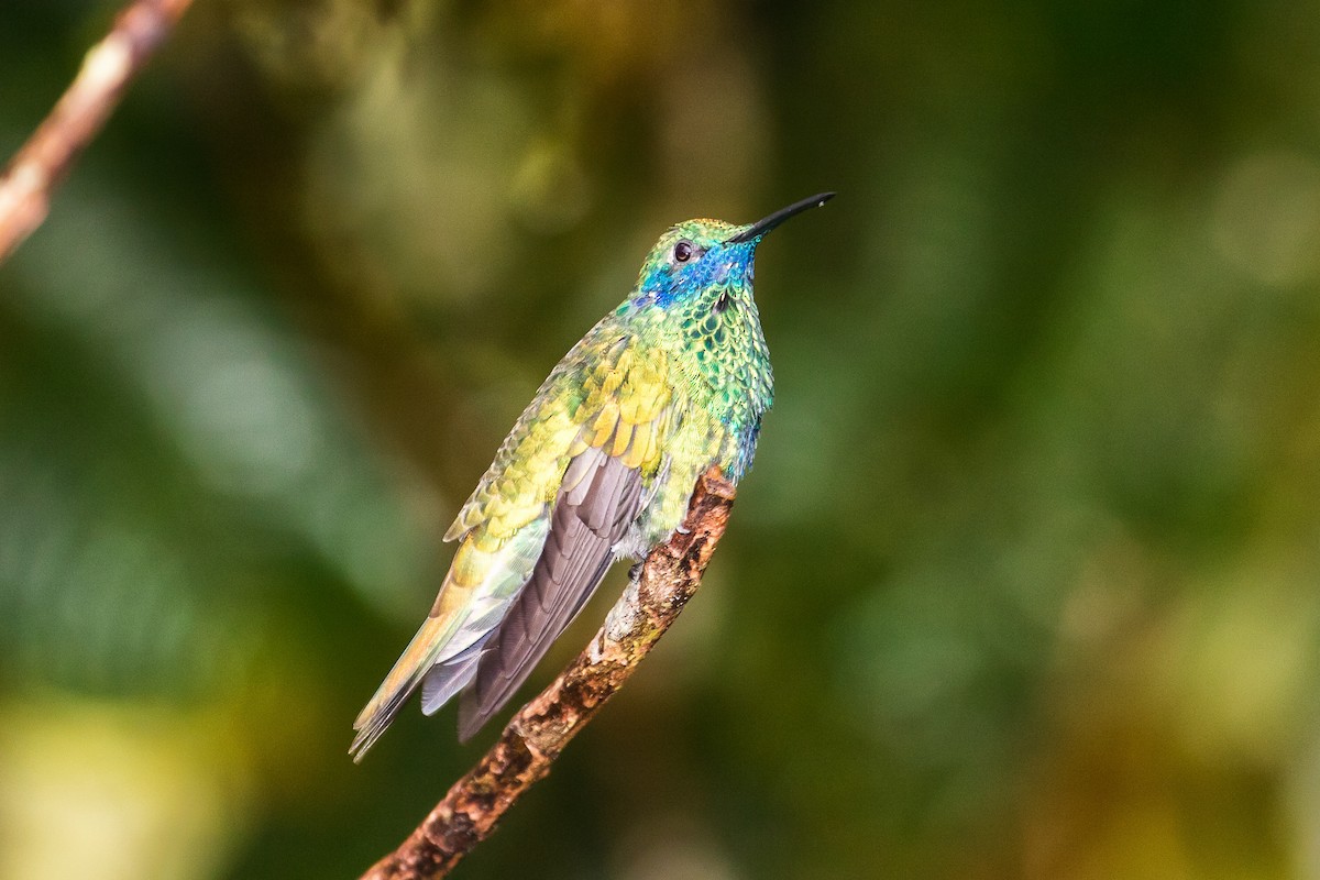 kolibřík modrolící - ML82018821