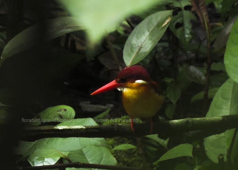 Rufous-backed Dwarf-Kingfisher - ML82019251