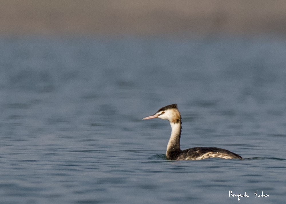 Great Crested Grebe - ML82021181