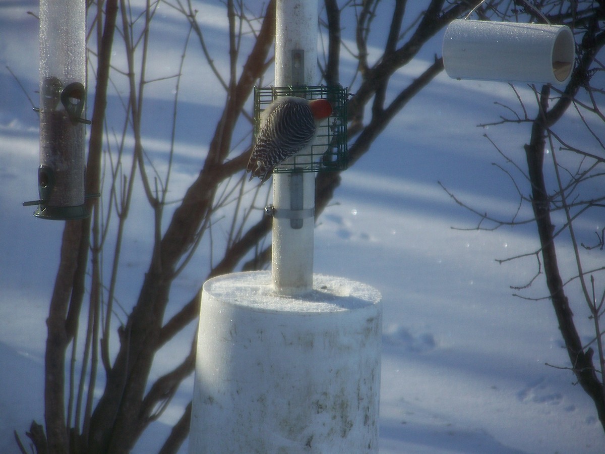 Red-bellied Woodpecker - ML82021291
