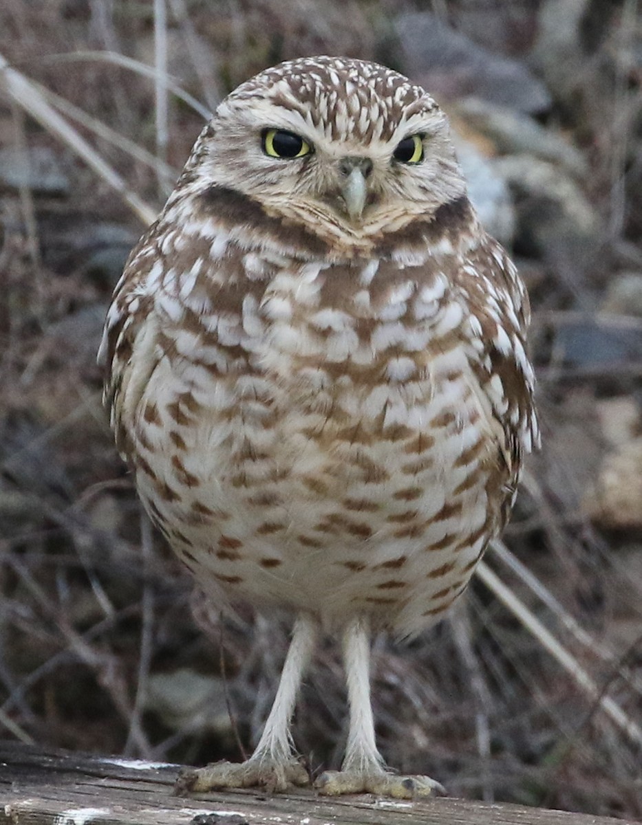 Burrowing Owl - ML82021521