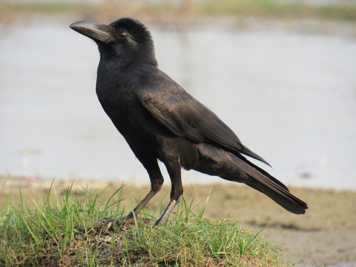 Large-billed Crow - Kalaimani Ayuthavel