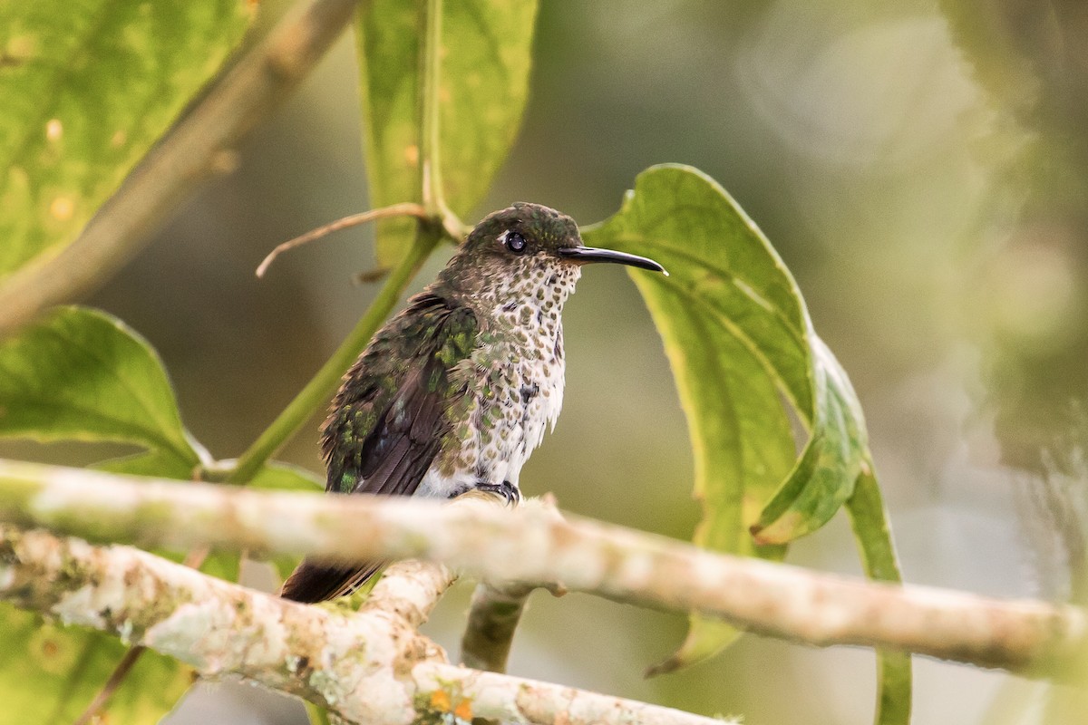 Many-spotted Hummingbird - graichen & recer