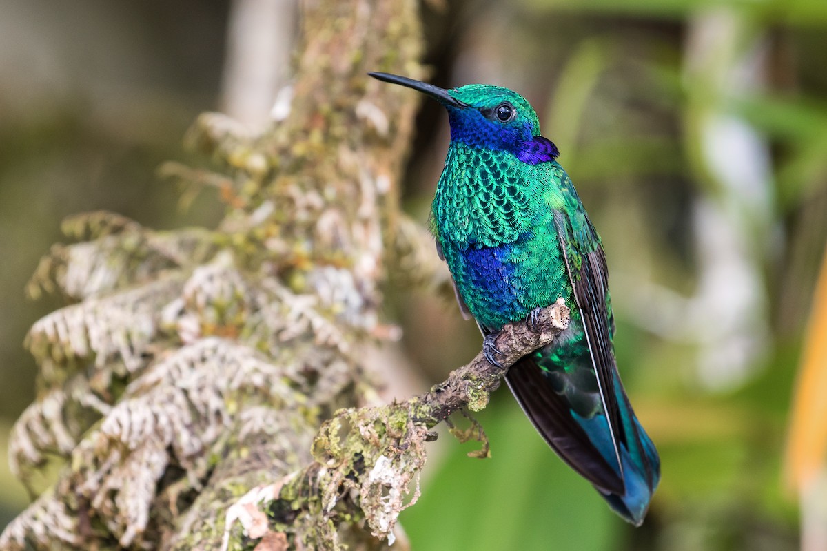 kolibřík modrolící - ML82022781