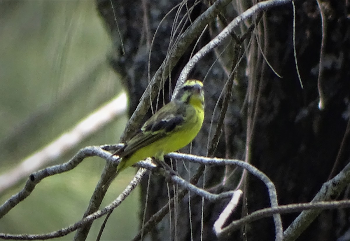 Yellow-fronted Canary - Doris  Schaule