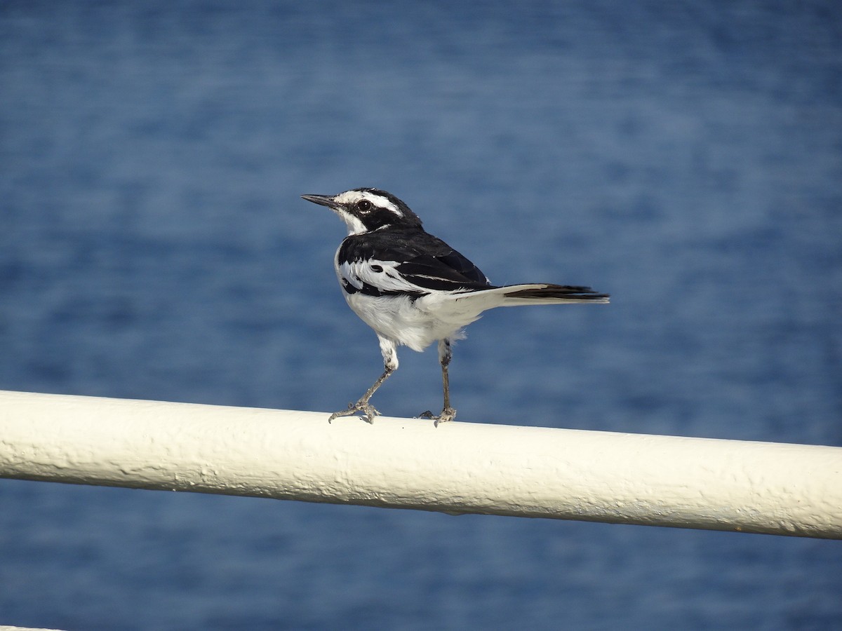 African Pied Wagtail - T I