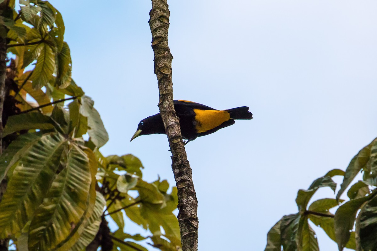 Yellow-rumped Cacique - ML82026831