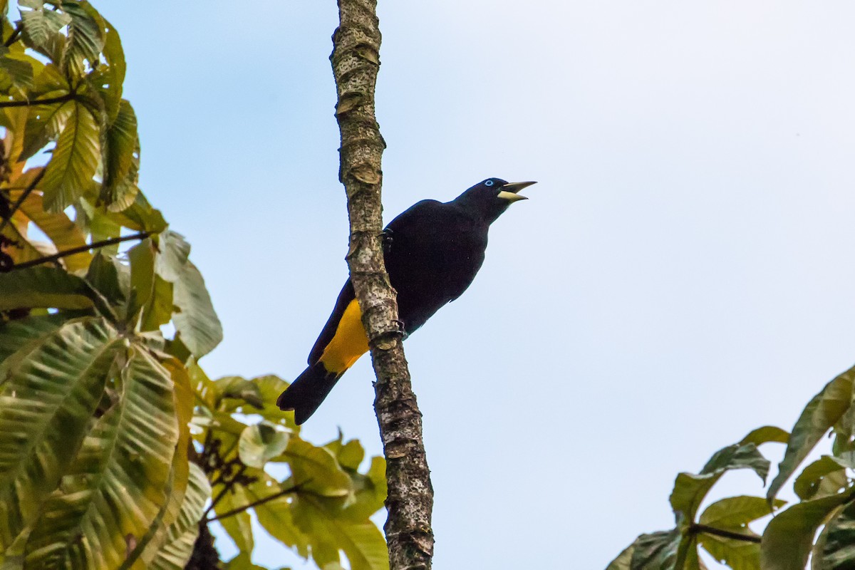 Yellow-rumped Cacique - ML82026841