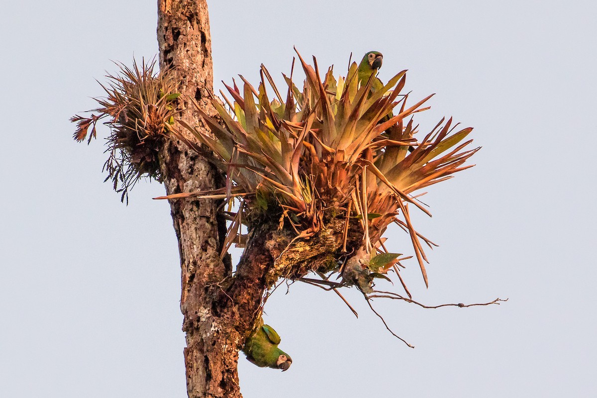 Chestnut-fronted Macaw - graichen & recer