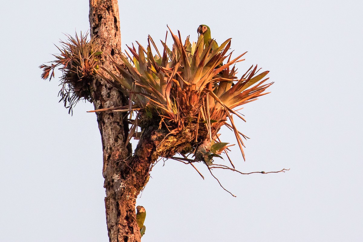 Chestnut-fronted Macaw - graichen & recer