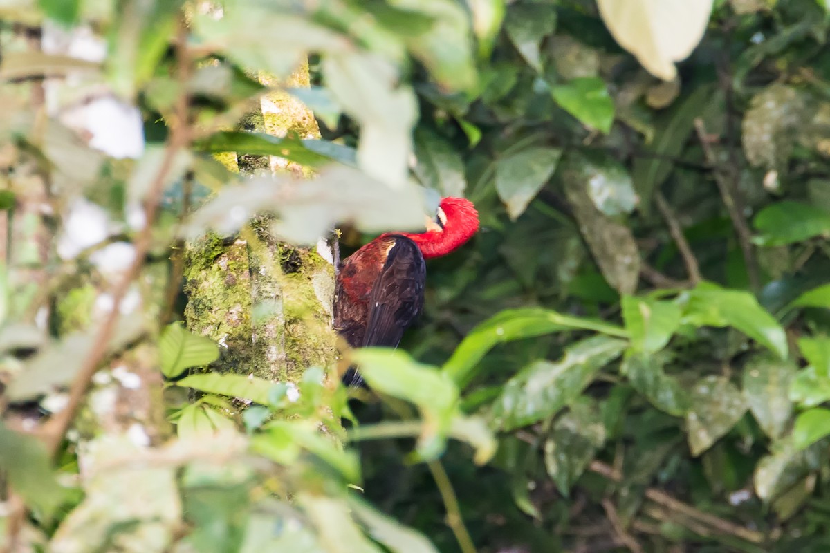 Crimson-bellied Woodpecker (Crimson-bellied) - graichen & recer