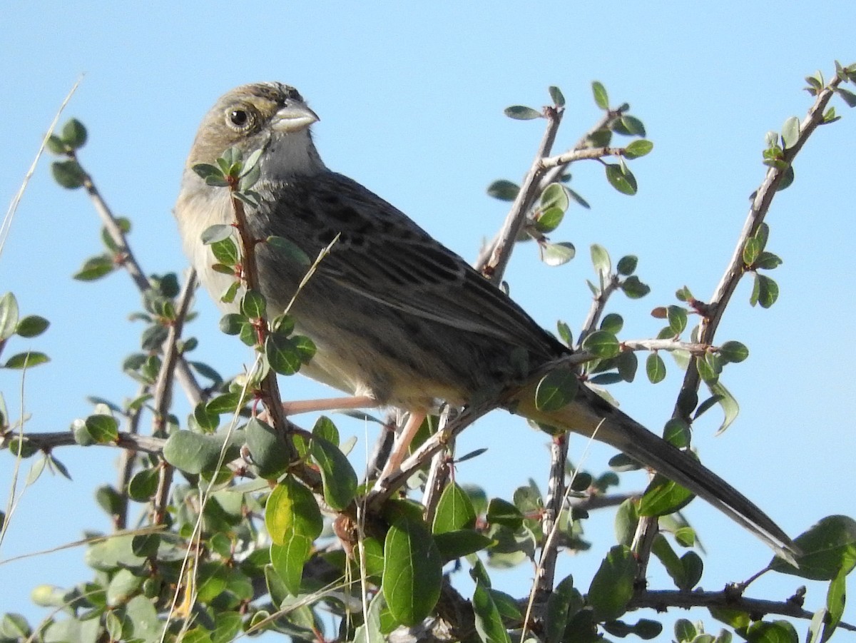 Cassin's Sparrow - Mary Tannehill