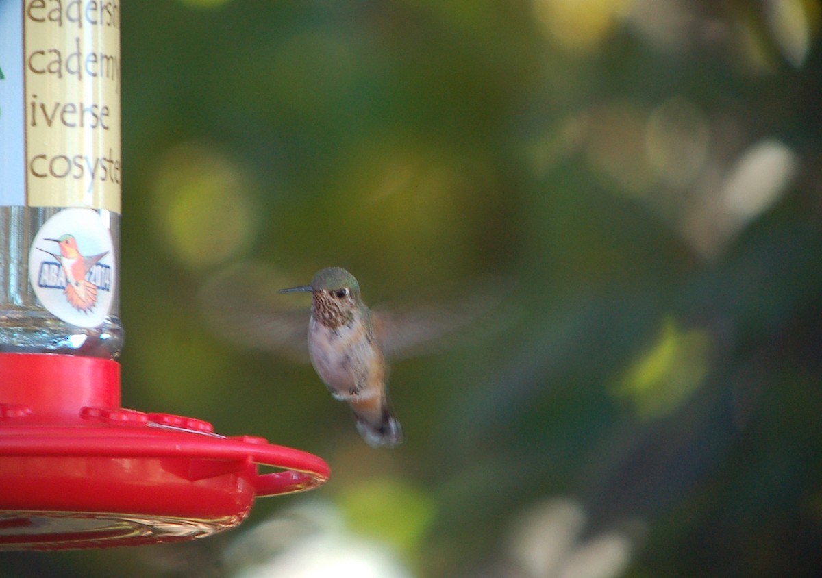 Calliope Hummingbird - Joshua Uffman