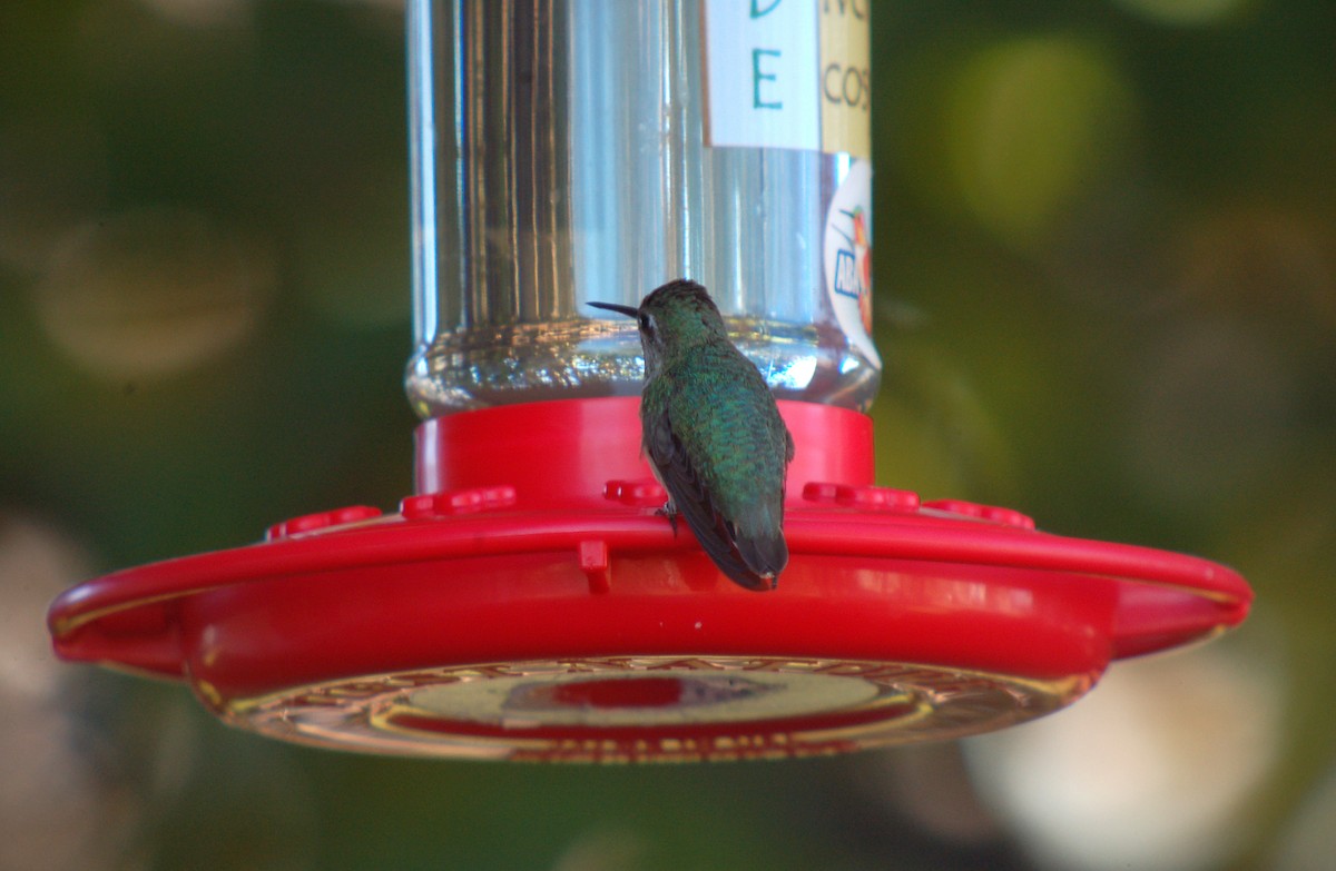 Calliope Hummingbird - ML82032471