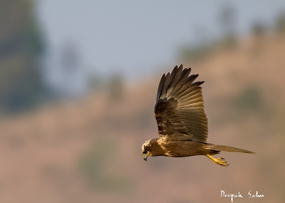 Western Marsh Harrier - Deepak Sahu