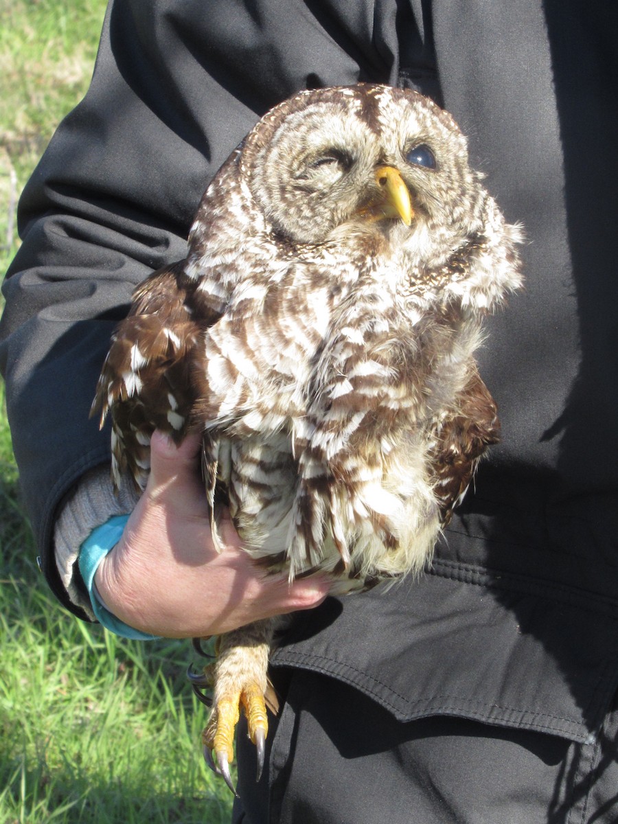 Barred Owl - ML82035131