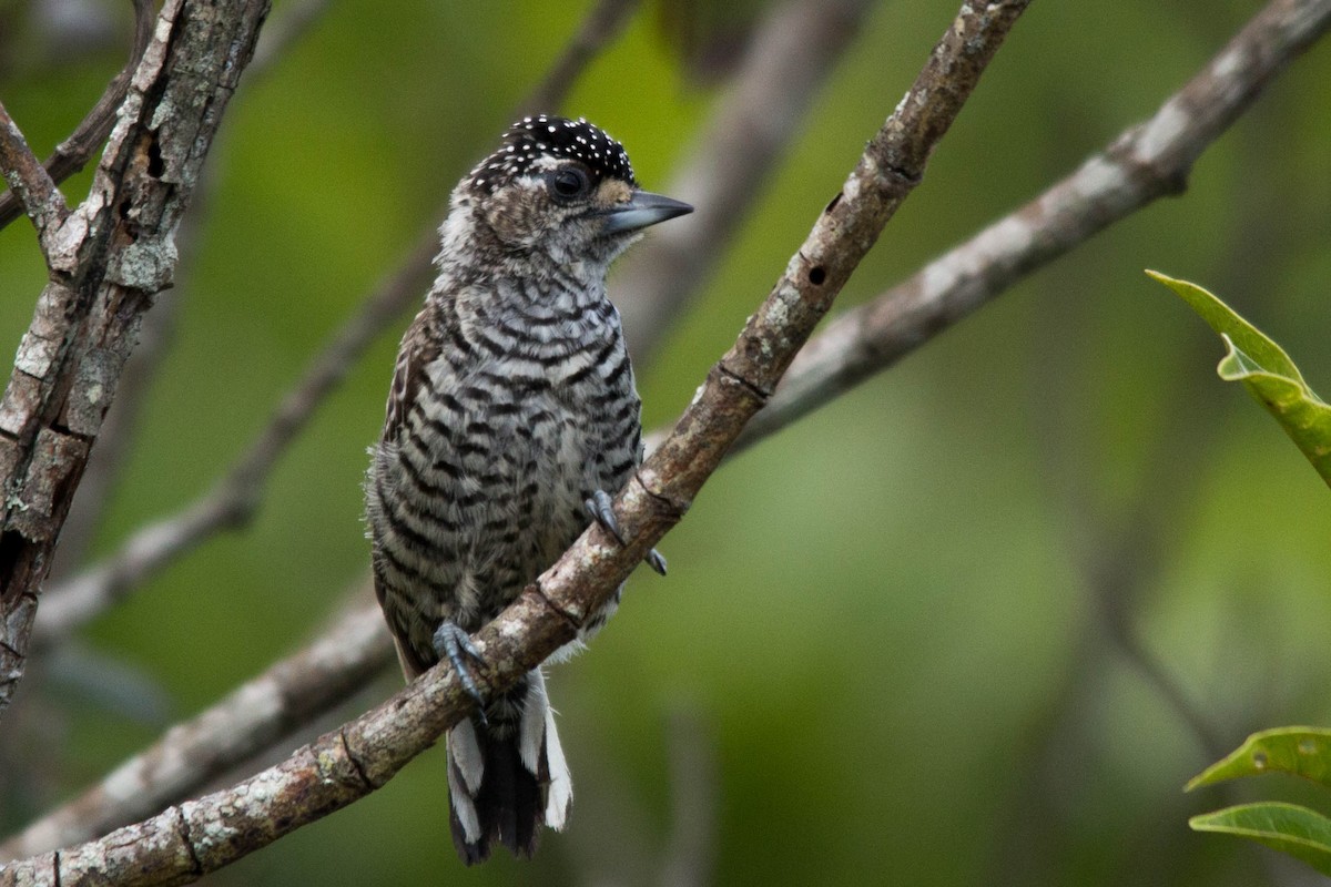 White-barred Piculet - ML82036881