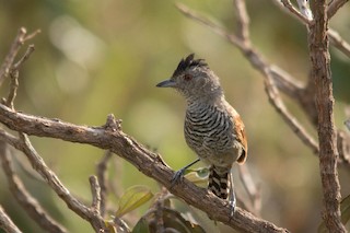  - Rufous-winged Antshrike