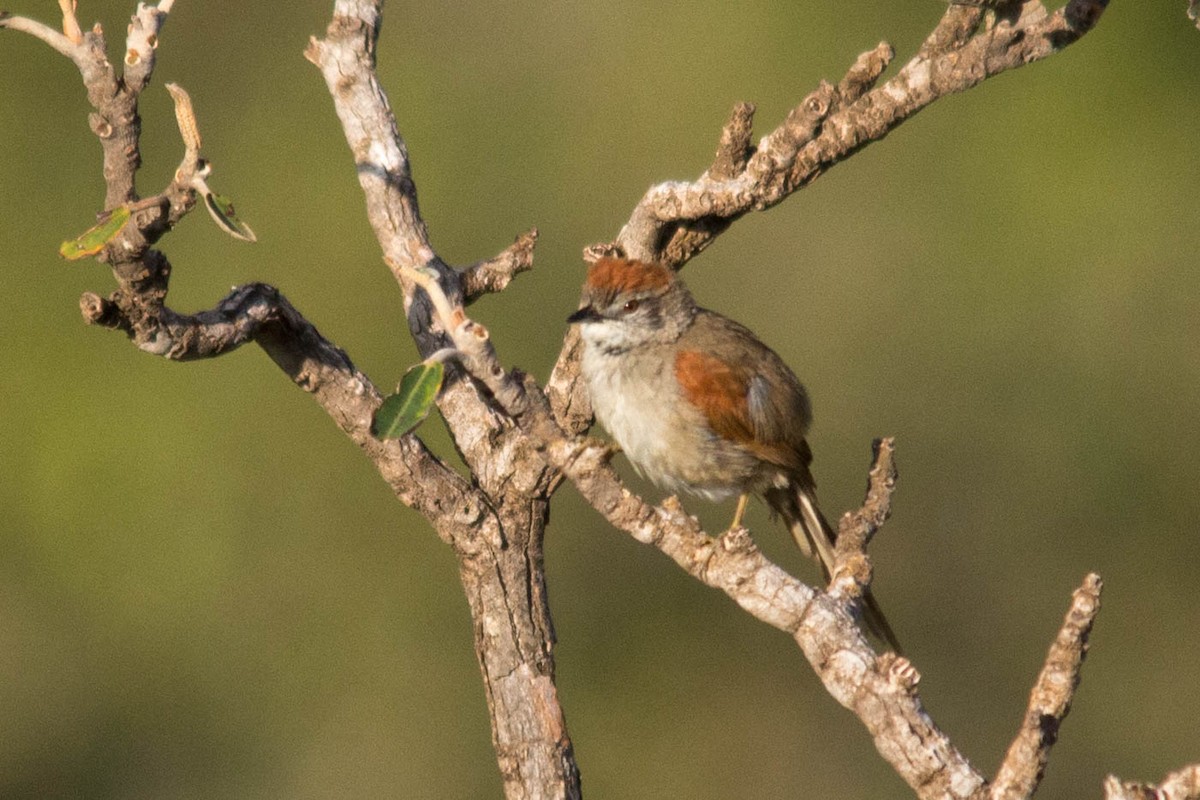 Pale-breasted Spinetail - João Vitor Andriola