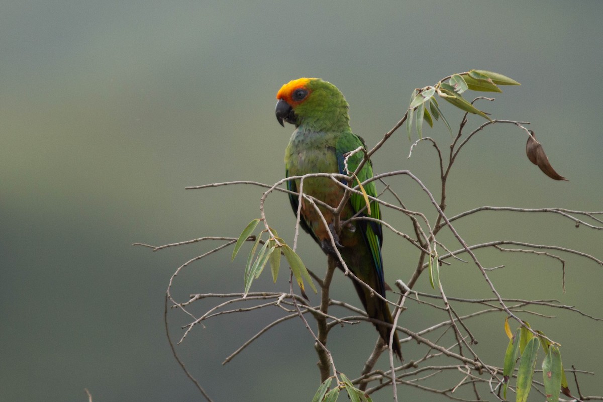 Golden-capped Parakeet - João Vitor Andriola
