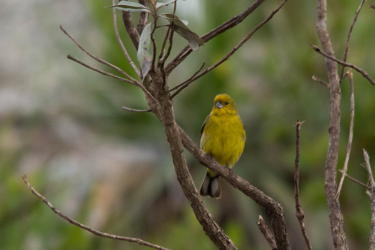 Stripe-tailed Yellow-Finch - João Vitor Andriola