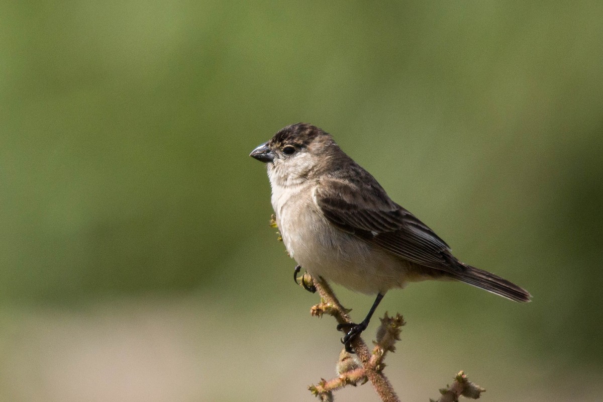 Copper Seedeater - ML82037981