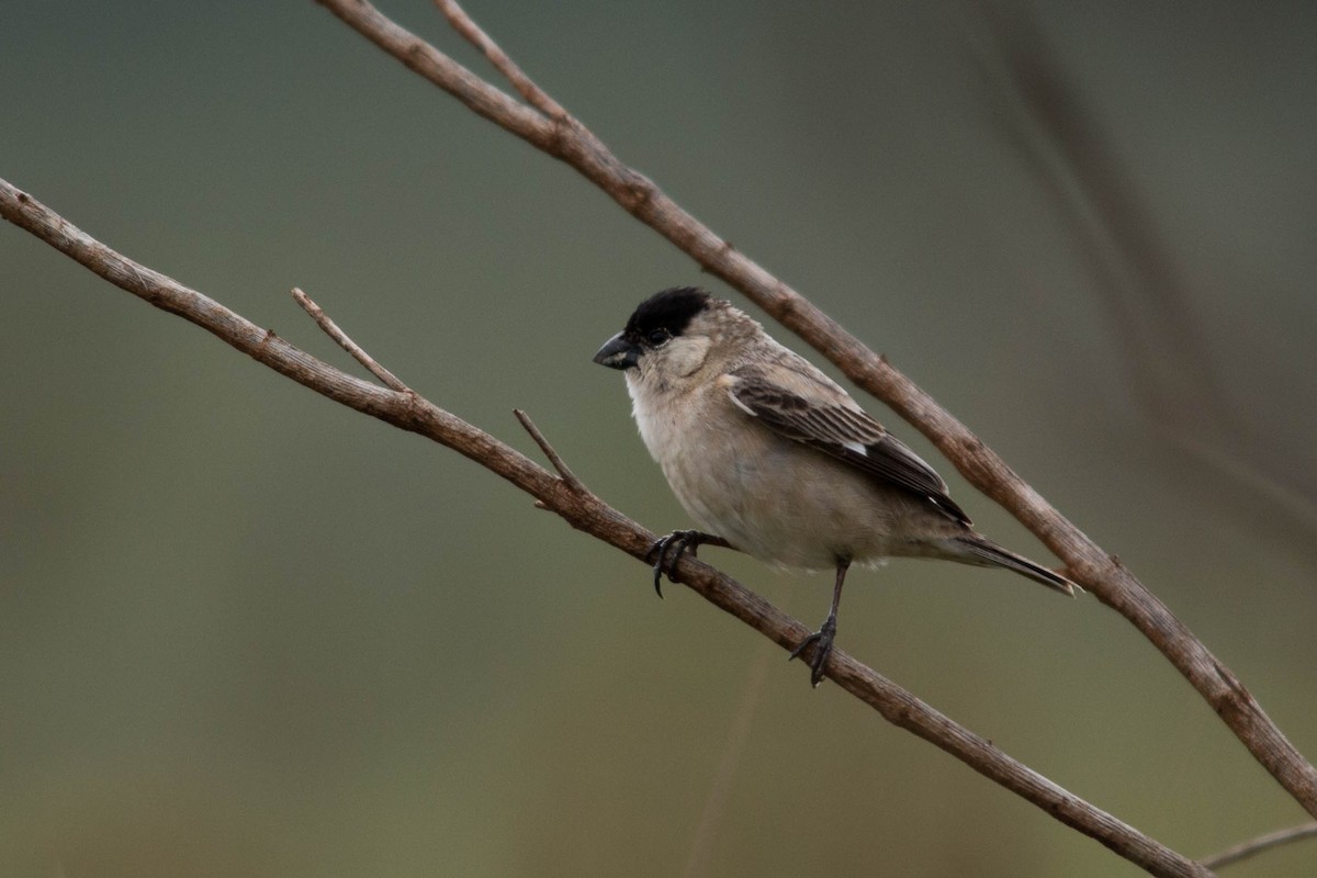 Pearly-bellied Seedeater - ML82038061