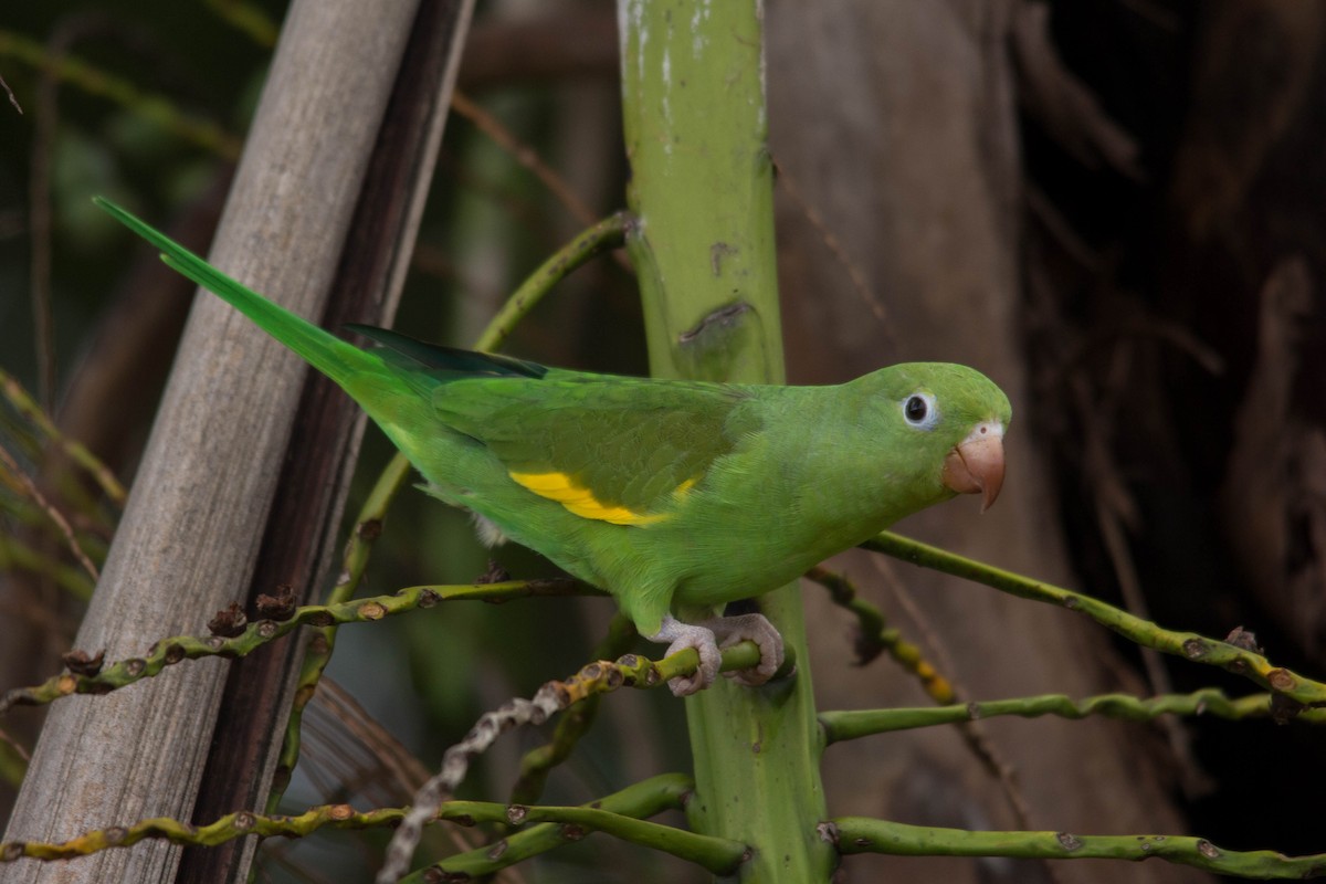 Yellow-chevroned Parakeet - João Vitor Andriola