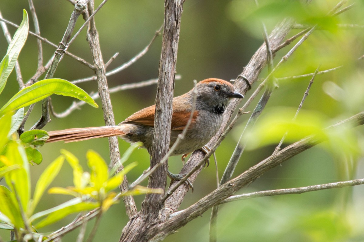 Sooty-fronted Spinetail - João Vitor Andriola
