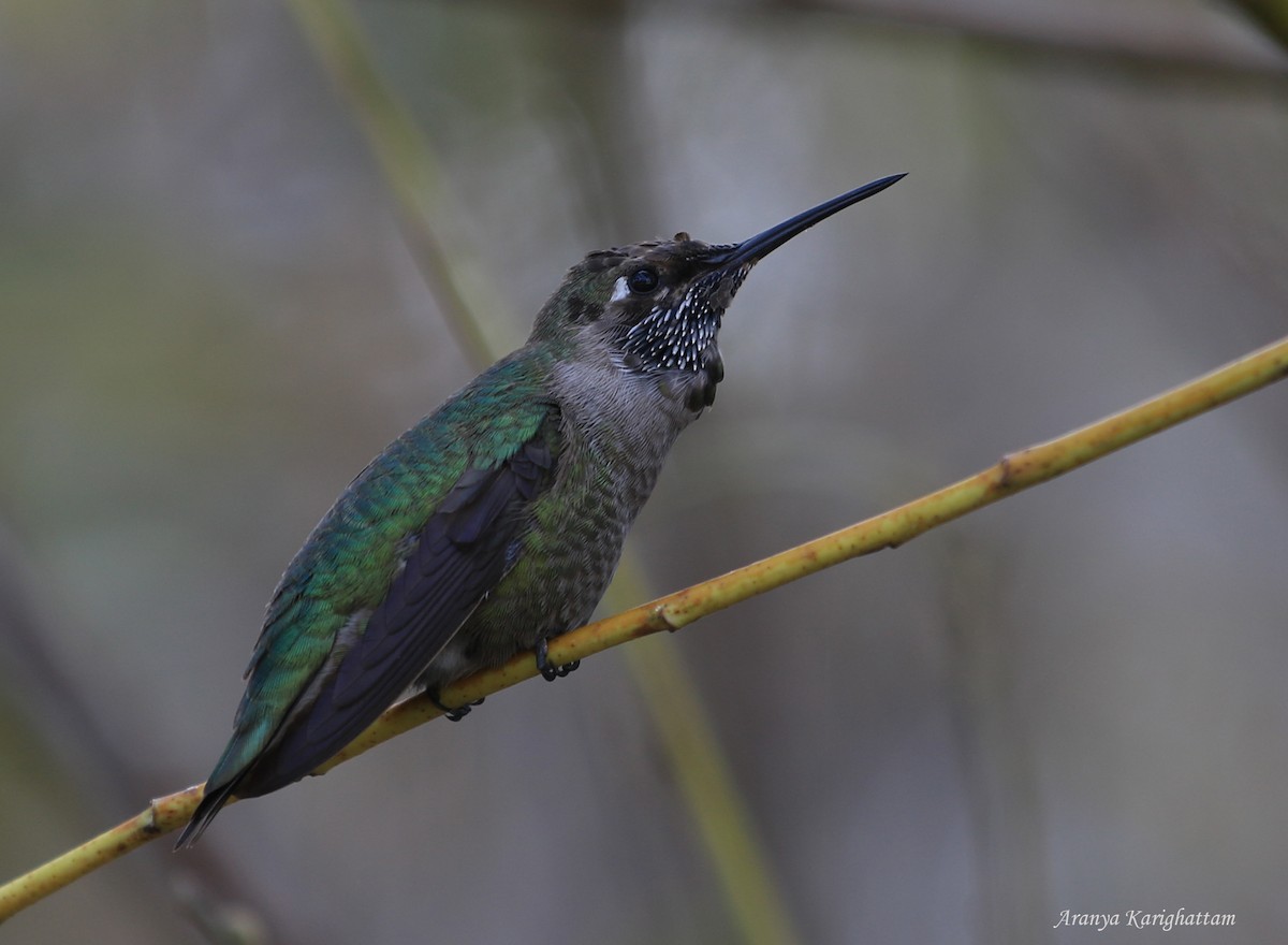 Anna's Hummingbird - Arav and Aranya Karighattam