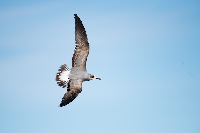 Laughing Gull