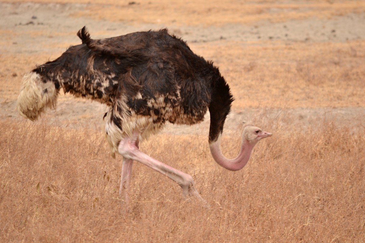Common Ostrich - Luiz Moschini