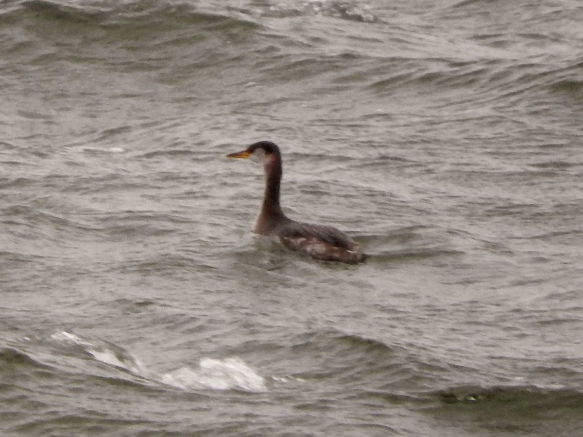 Red-necked Grebe - ML82049071