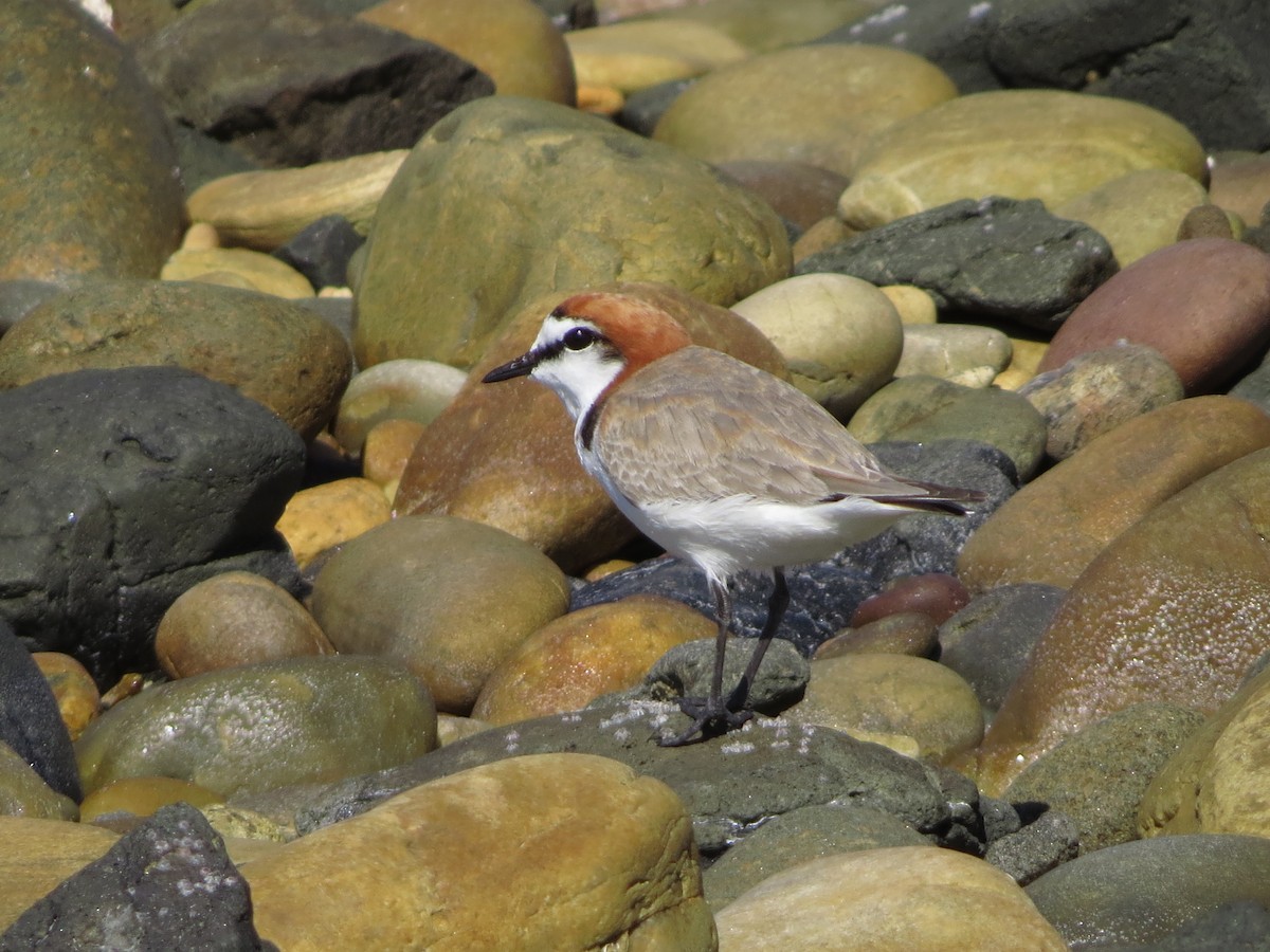 Red-capped Plover - David and Regan Goodyear