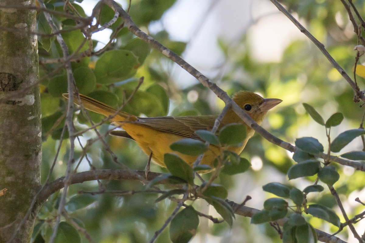 Summer Tanager - Jeff Bray