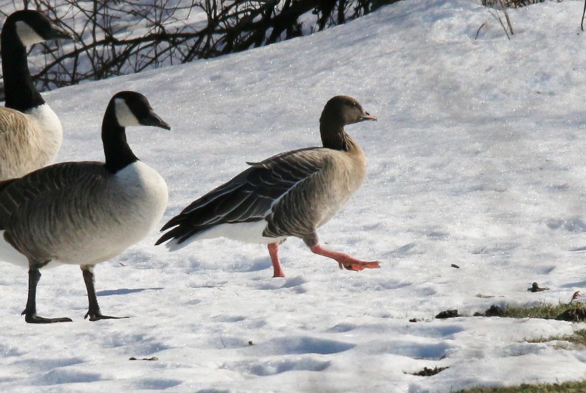 Pink-footed Goose - ML82063661