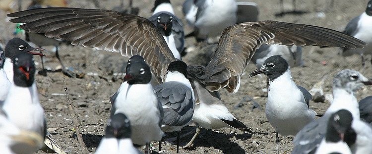 Black-tailed Gull - ML82064701