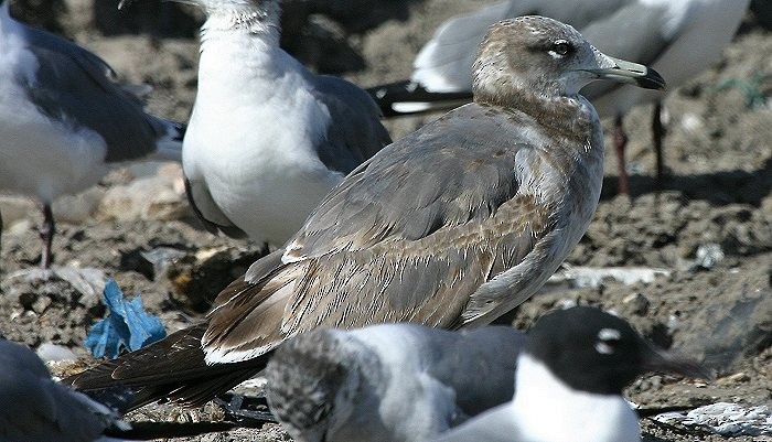 Black-tailed Gull - Willie Sekula